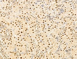 Invitrogen MAT2A Polyclonal Antibody 100 &mu;L; Unconjugated:Antibodies,
