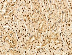 Invitrogen MAT2A Polyclonal Antibody 100 &mu;L; Unconjugated:Antibodies,