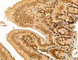 Invitrogen MAT2A Polyclonal Antibody 100 &mu;L; Unconjugated:Antibodies,