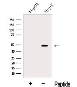 Invitrogen MAT2A Polyclonal Antibody 100 &mu;L; Unconjugated:Antibodies,