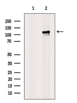 Invitrogen MCM6 Polyclonal Antibody 100 μL; Unconjugated:Antibodies,