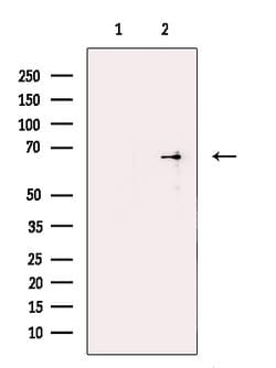 ZC3H12A Polyclonal Antibody:Antibodies, Polyclonal