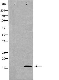 Invitrogen Midkine Polyclonal Antibody 100 &mu;L; Unconjugated:Antibodies,