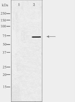 Invitrogen MED17 Polyclonal Antibody 100 &mu;L; Unconjugated:Antibodies,