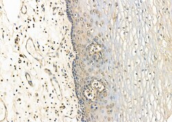 Invitrogen MEIS1 Polyclonal Antibody 100 &mu;L | Buy Online | Invitrogen&trade; | Fisher Scientific