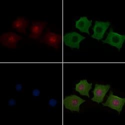 Invitrogen MAP2K1/MAP2K2 Polyclonal Antibody 100 &mu;L; Unconjugated:Antibodies,