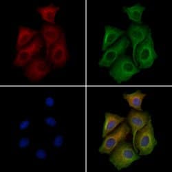 Invitrogen MAP2K1/MAP2K2 Polyclonal Antibody 100 &mu;L; Unconjugated:Antibodies,