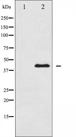 Invitrogen MAP2K1/MAP2K2 Polyclonal Antibody 100 &mu;L; Unconjugated:Antibodies,
