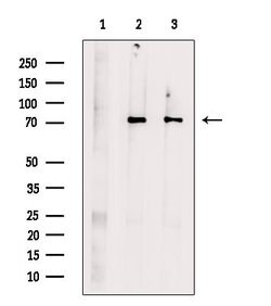 Invitrogen MUT Polyclonal Antibody 100 &mu;L | Buy Online | Invitrogen&trade; | Fisher Scientific