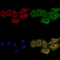 Invitrogen MFAP5 Polyclonal Antibody 100 &mu;L | Buy Online | Invitrogen&trade; | Fisher Scientific