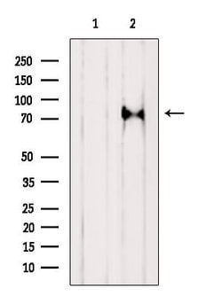 Invitrogen mGluR7 Polyclonal Antibody 100 &mu;L; Unconjugated:Antibodies,