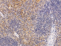 Invitrogen MIS12 Polyclonal Antibody 100 &mu;L; Unconjugated:Antibodies,