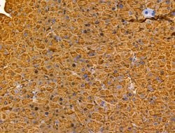 Invitrogen MIS12 Polyclonal Antibody 100 &mu;L; Unconjugated:Antibodies,