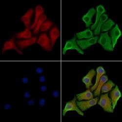 Invitrogen MLKL Polyclonal Antibody 100 &mu;L; Unconjugated:Antibodies,