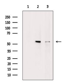 Invitrogen MLKL Polyclonal Antibody 100 &mu;L; Unconjugated:Antibodies,