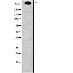 Invitrogen KMT2D Polyclonal Antibody 100 &mu;L; Unconjugated:Antibodies,