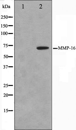 Invitrogen MMP16 Polyclonal Antibody 100 &mu;L | Buy Online | Invitrogen&trade; | Fisher Scientific