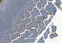 Invitrogen MMP2 Polyclonal Antibody 100 &mu;L; Unconjugated:Antibodies,