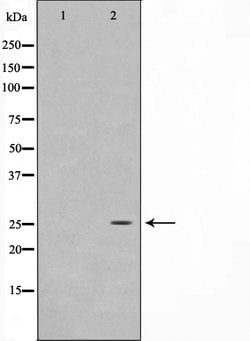 Invitrogen MOB1 Polyclonal Antibody 100 &mu;L; Unconjugated:Antibodies,