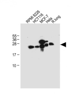 Invitrogen CD9 Polyclonal Antibody 200 &mu;L; Unconjugated:Antibodies,
