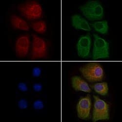 Invitrogen MRPL37 Polyclonal Antibody 100 &mu;L; Unconjugated:Antibodies,