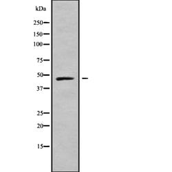 Invitrogen MRPL37 Polyclonal Antibody 100 &mu;L; Unconjugated:Antibodies,
