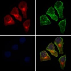 Invitrogen MRPS15 Polyclonal Antibody 100 &mu;L; Unconjugated:Antibodies,