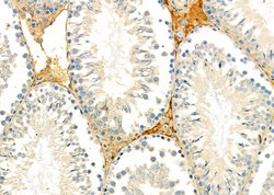 Invitrogen MRPS15 Polyclonal Antibody 100 &mu;L; Unconjugated:Antibodies,