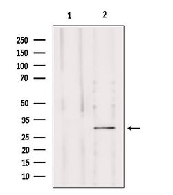 Invitrogen MRPS15 Polyclonal Antibody 100 &mu;L; Unconjugated:Antibodies,