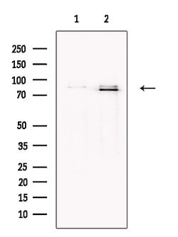 Invitrogen MUM1 Polyclonal Antibody 100 &mu;L; Unconjugated:Antikörper