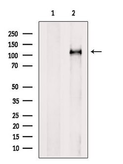 Invitrogen MVP Polyclonal Antibody 100 &mu;L; Unconjugated:Antikörper