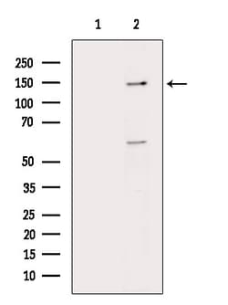Invitrogen MVP Polyclonal Antibody 100 &mu;L; Unconjugated:Antikörper