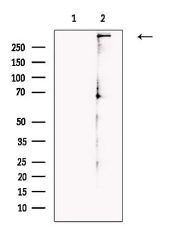 Invitrogen PAM Polyclonal Antibody 100 &mu;L; Unconjugated:Antibodies,