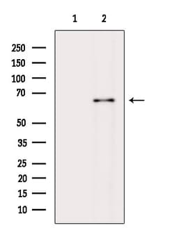 Invitrogen MYLK2 Polyclonal Antibody 100 &mu;L; Unconjugated:Antibodies,