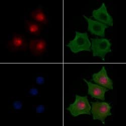 Invitrogen MYOD Polyclonal Antibody 100 &mu;L; Unconjugated:Antibodies,