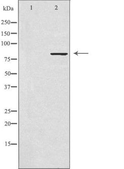 Invitrogen SLC4A1AP Polyclonal Antibody 100 &mu;L; Unconjugated:Antibodies,