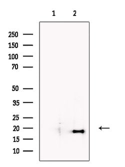 Invitrogen NANOS3 Polyclonal Antibody 100 &mu;L; Unconjugated:Antibodies,