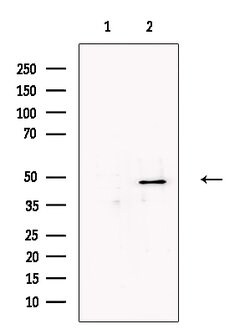Invitrogen NAPE PLD Polyclonal Antibody 100 &mu;L; Unconjugated:Antibodies,