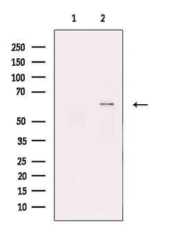 NPR3 Polyclonal Antibody:Antibodies, Polyclonal