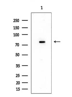 Invitrogen NCAPH Polyclonal Antibody 100 &mu;L | Buy Online | Invitrogen&trade; | Fisher Scientific