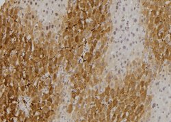 NCOA4 Polyclonal Antibody:Antibodies, Polyclonal