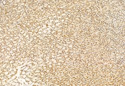 NCOA4 Polyclonal Antibody:Antibodies, Polyclonal
