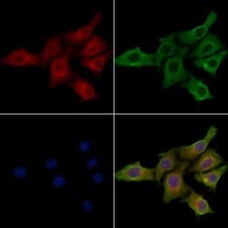 Invitrogen NKp46 (CD335) Polyclonal Antibody 100 &mu;L; Unconjugated:Antibodies,