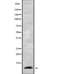 Invitrogen NDUFA1 Polyclonal Antibody 100 &mu;L; Unconjugated:Antibodies,