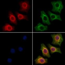 Invitrogen Neogenin Polyclonal Antibody 100 &mu;L; Unconjugated:Antibodies,