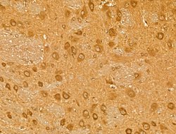 Invitrogen Neogenin Polyclonal Antibody 100 &mu;L; Unconjugated:Antibodies,
