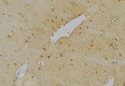 Invitrogen NeuN Polyclonal Antibody 100 &mu;L; Unconjugated:Antibodies,