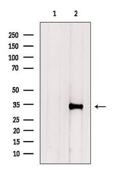 Invitrogen NeuN Polyclonal Antibody 100 &mu;L; Unconjugated:Antibodies,