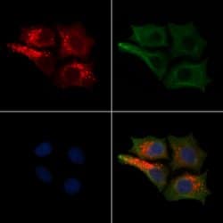 Invitrogen NF-H Polyclonal Antibody 100 &mu;L; Unconjugated:Antibodies,