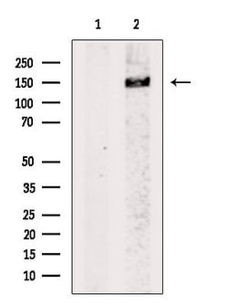 Invitrogen NF-H Polyclonal Antibody 100 &mu;L; Unconjugated:Antibodies,